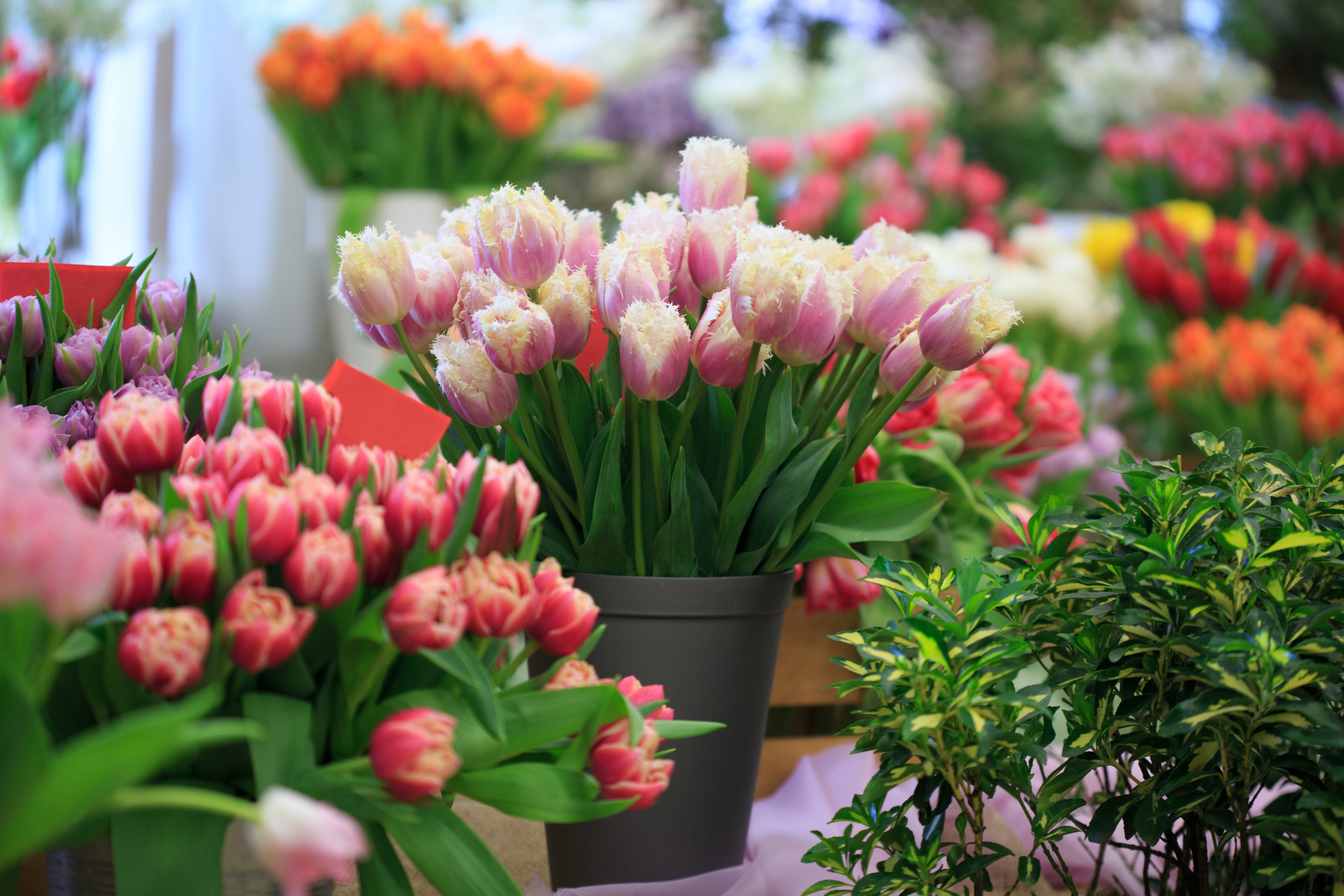 Tulpen en planten